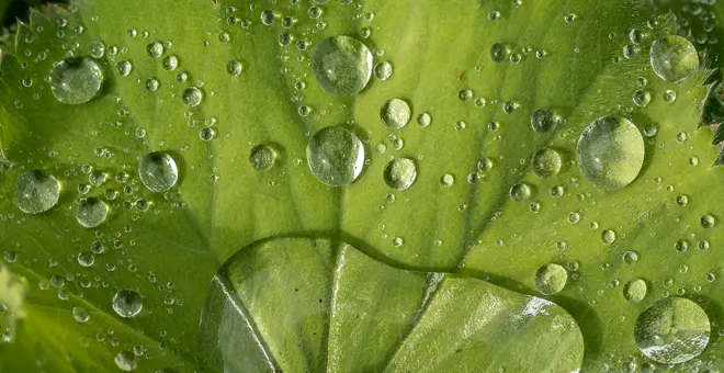 Coating Gruene Blaetter